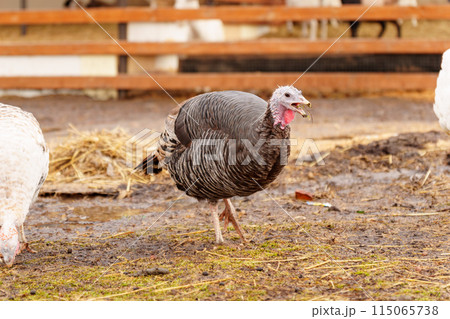 Turkey in the village selective focus. Poultry farm, suburban wildlife 115065738