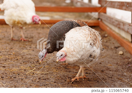 Domestic turkey confidently strides across the terrain of a farmyard rural life. Domestic turkey confidently strides across the terrain of a farmyard rural life. 115065740