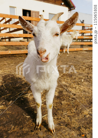White goat is standing on top of field, surrounded by patches of grass and small rocks. 115065808