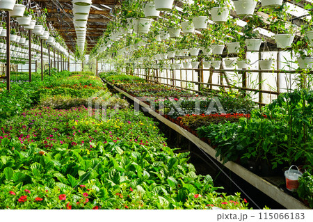 Flower nursery, interior of a modern large industrial greenhouse, various flowers in pots all around 115066183
