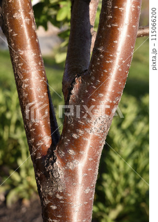 The red trunk of a rowan tree. The red bark of the tree. The red trunk of a rowan tree. The red bark of the tree. 115066200