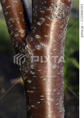 The red trunk of a rowan tree. The red bark of the tree. The red trunk of a rowan tree. The red bark of the tree. 115066203