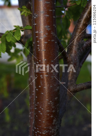 The red trunk of a rowan tree. The red bark of the tree. The red trunk of a rowan tree. The red bark of the tree. 115066204