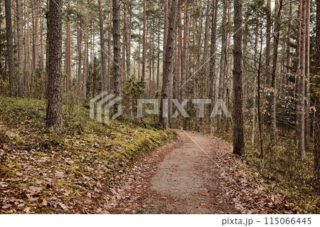 Forest walking route 115066445