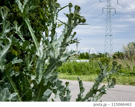 Onopordum acanthium, commonly known as thistle, is a plant in the Asteraceae family. Used to treat various types of cancer 115066463