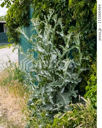 Onopordum acanthium, commonly known as thistle, is a plant in the Asteraceae family. Used to treat various types of cancer 115066464