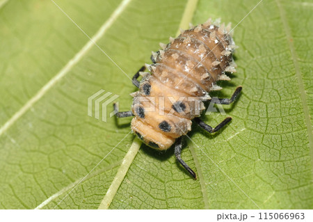 ハラグロオオテントウの幼虫 ハラグロオオテントウの幼虫 115066963