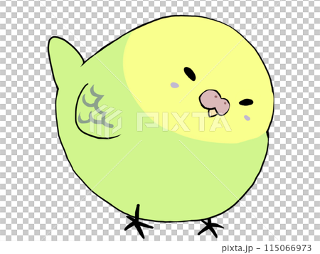 Budgerigar Green 115066973