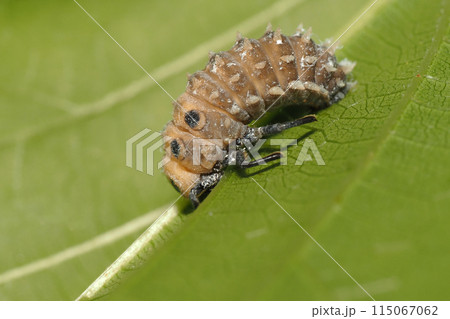 ハラグロオオテントウの幼虫 115067062