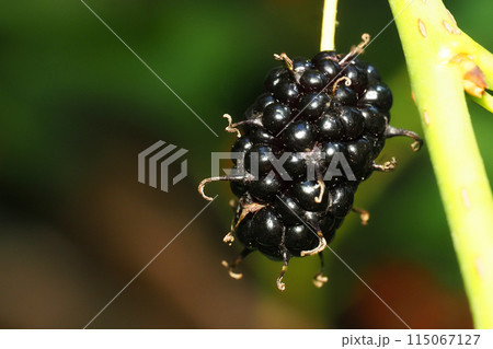 マグワの実 115067127