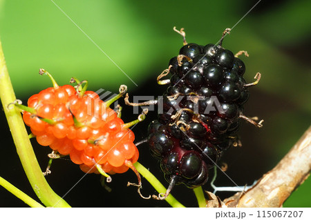 マグワの実 115067207