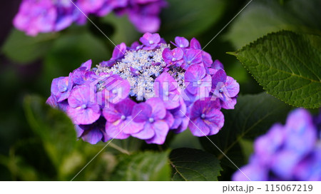 瑞々しい紫色の紫陽花 115067219