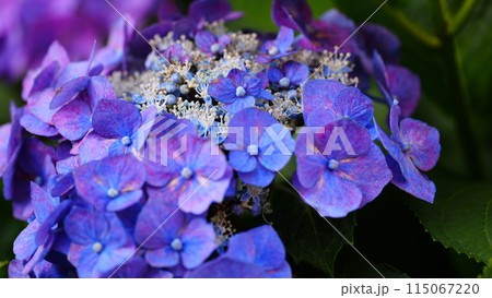 青い紫陽花 115067220