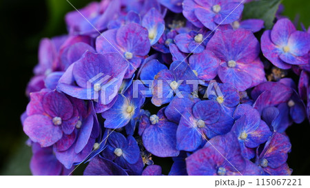 瑞々しい紫陽花 瑞々しい紫陽花 115067221