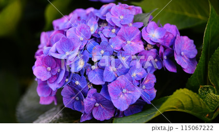 瑞々しい紫陽花 115067222
