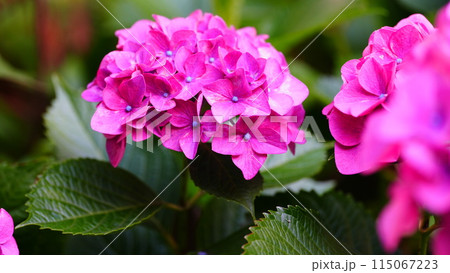 瑞々しいピンクの紫陽花 115067223