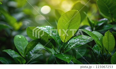 Close Up of a Green Leafy Plant 115067253