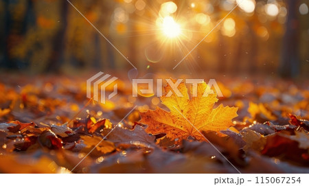 Sunlight Filtering Through the Tree Leaves 115067254