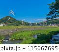 鯉のぼりのある風景 115067695