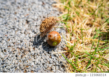 【秋素材】クヌギのドングリ【長野県】 【秋素材】クヌギのドングリ【長野県】 115068314