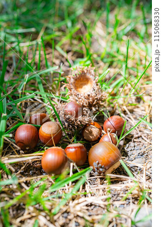 【秋素材】クヌギのドングリ【長野県】 115068330