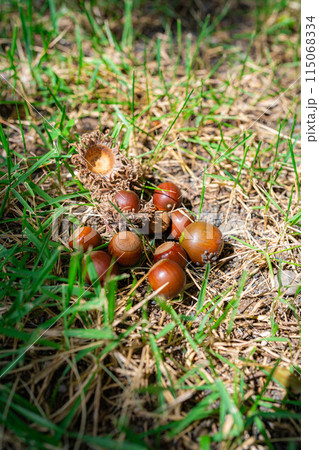 【秋素材】クヌギのドングリ【長野県】 115068334