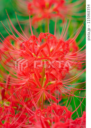 【秋素材】朝日を浴びる彼岸花【長野県】 115068354