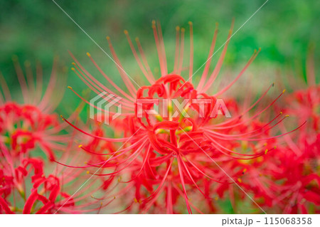 【秋素材】朝日を浴びる彼岸花【長野県】 115068358