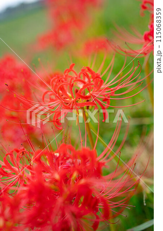 【秋素材】朝日を浴びる彼岸花【長野県】 115068359