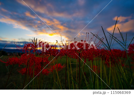 【秋素材】朝日を浴びる彼岸花【長野県】 115068369