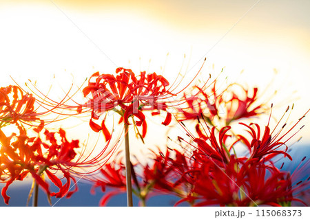 【秋素材】朝日を浴びる彼岸花【長野県】 115068373