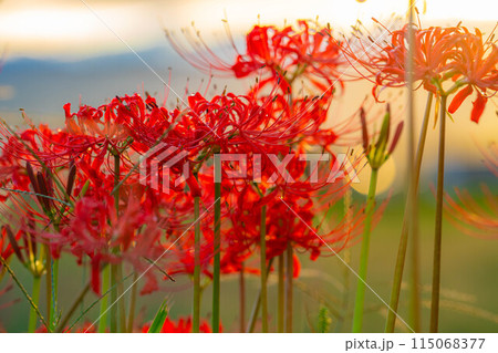 【秋素材】朝日を浴びる彼岸花【長野県】 115068377