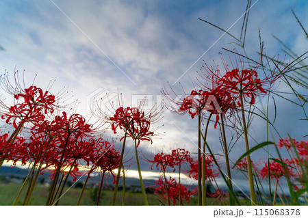【秋素材】朝日を浴びる彼岸花【長野県】 115068378