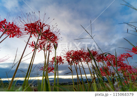 【秋素材】朝日を浴びる彼岸花【長野県】 115068379