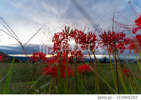 【秋素材】朝日を浴びる彼岸花【長野県】 【秋素材】朝日を浴びる彼岸花【長野県】 115068383