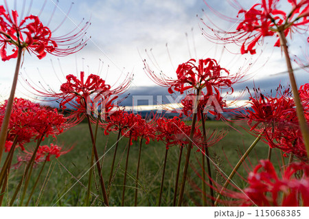 【秋素材】朝日を浴びる彼岸花【長野県】 115068385