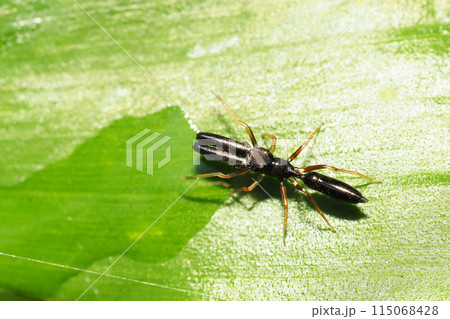 ヤサアリグモ（オス） 115068428