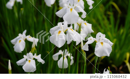 しょうぶ沼公園に咲き誇る白い花菖蒲は初霜 しょうぶ沼公園に咲き誇る白い花菖蒲は初霜 115068432