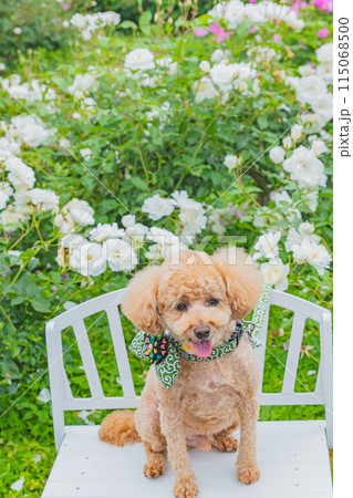 犬と薔薇 犬と薔薇 115068500