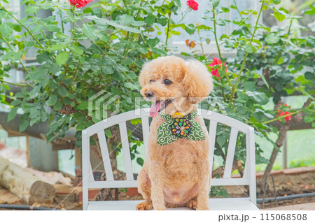 犬と薔薇 115068508