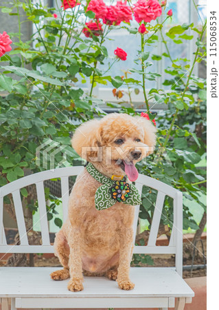 犬と薔薇 115068534