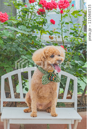 犬と薔薇 犬と薔薇 115068535