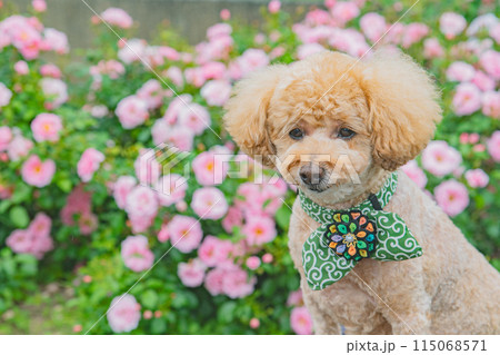 犬と薔薇 犬と薔薇 115068571