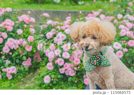 犬と薔薇 犬と薔薇 115068575