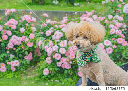 犬と薔薇 115068576