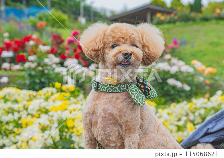 犬と薔薇 犬と薔薇 115068621