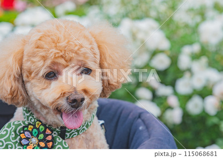 犬と薔薇 115068681