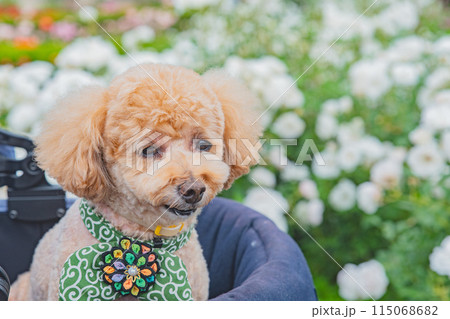 犬と薔薇 115068682