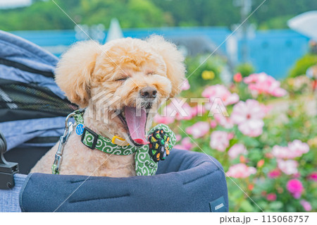 犬と薔薇 115068757