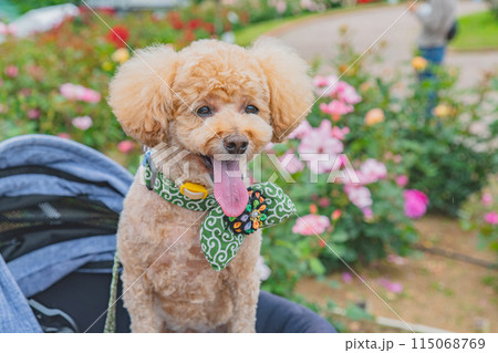 犬と薔薇 犬と薔薇 115068769